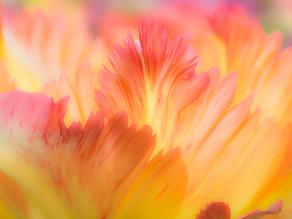 Netherlands-Lisse. Closeup of orange variegated tulip flower. art print by Julie Eggers for $57.95 CAD