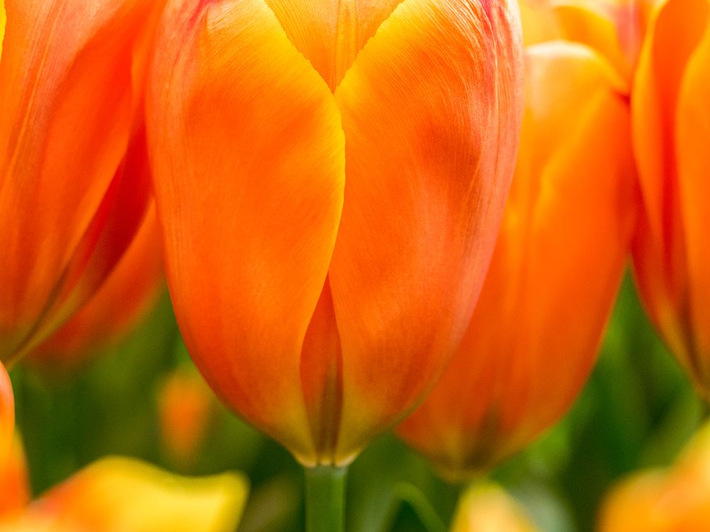 Netherlands-Lisse. Closeup of bright orange tulip flower. art print by Julie Eggers for $57.95 CAD