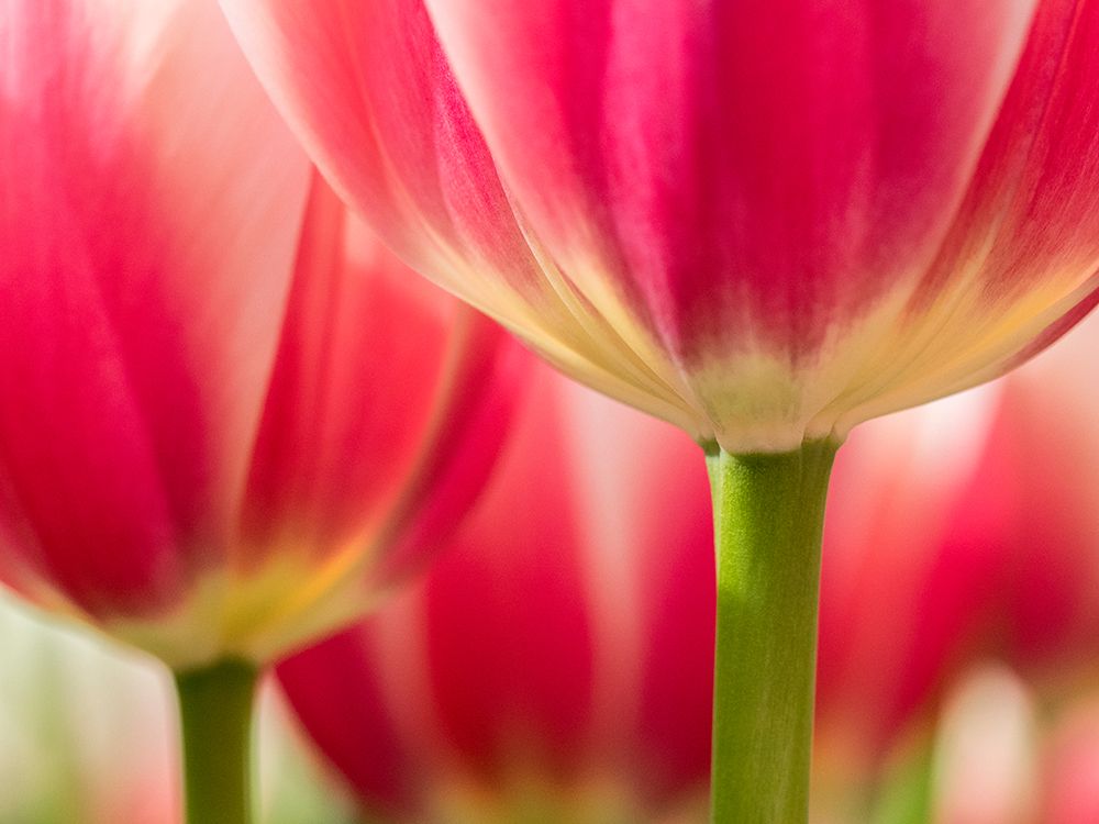 Netherlands-Lisse. Closeup of pink and white tulip flower. art print by Julie Eggers for $57.95 CAD