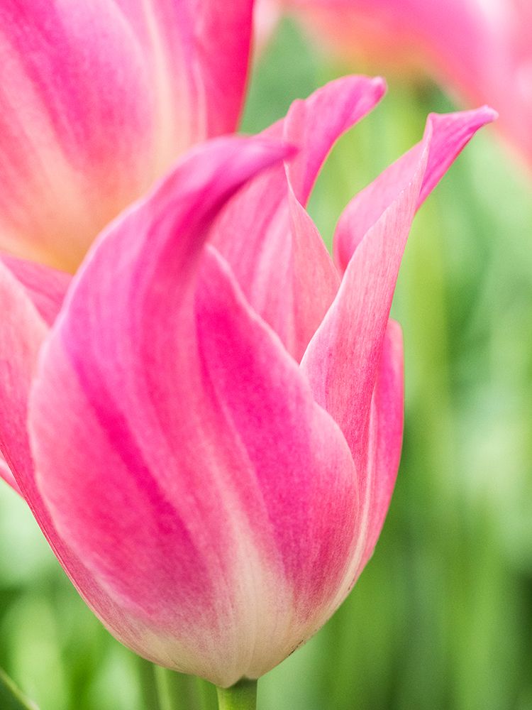 Netherlands-Lisse. Closeup of pink tulip flower. art print by Julie Eggers for $57.95 CAD