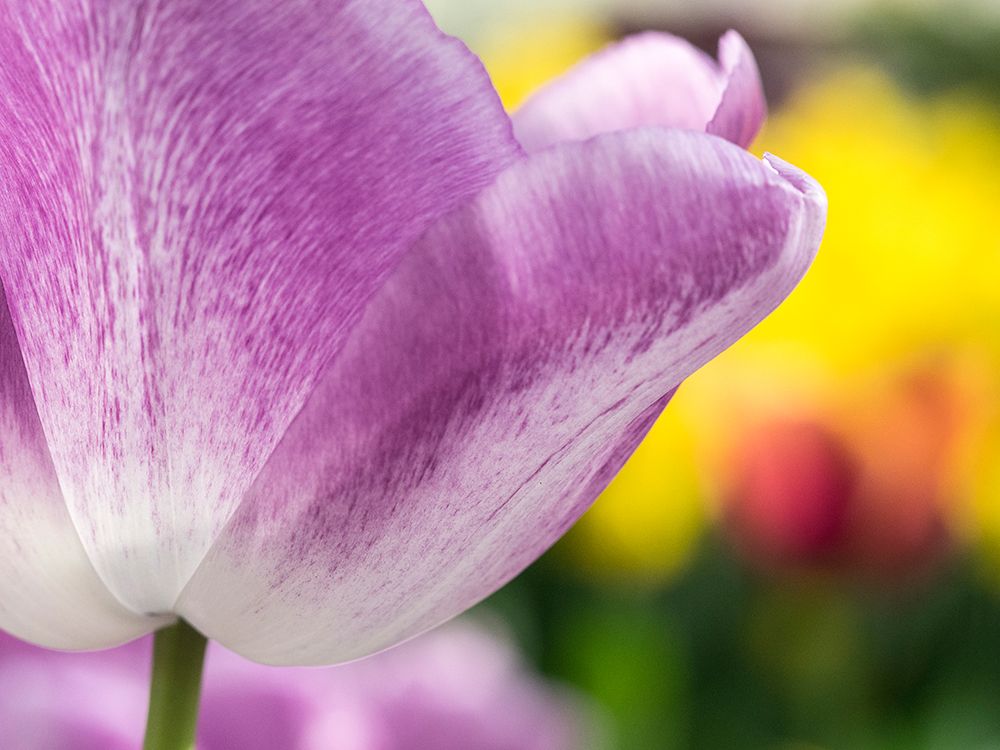 Netherlands-Lisse. Closeup of purple tulip flower. art print by Julie Eggers for $57.95 CAD