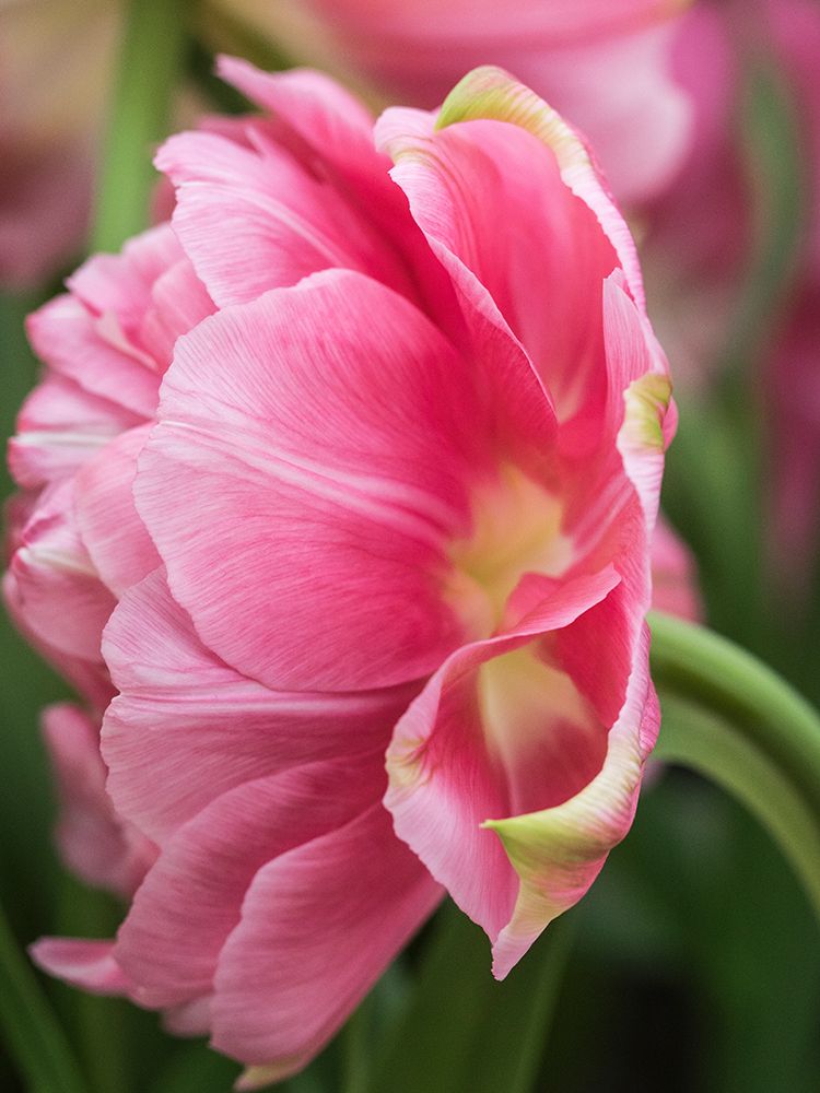 Netherlands-Lisse. Closeup of a pink tulip flower. art print by Julie Eggers for $57.95 CAD