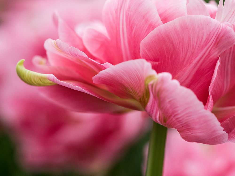 Netherlands-Lisse. Closeup of the underside of soft pink tulip flower. art print by Julie Eggers for $57.95 CAD
