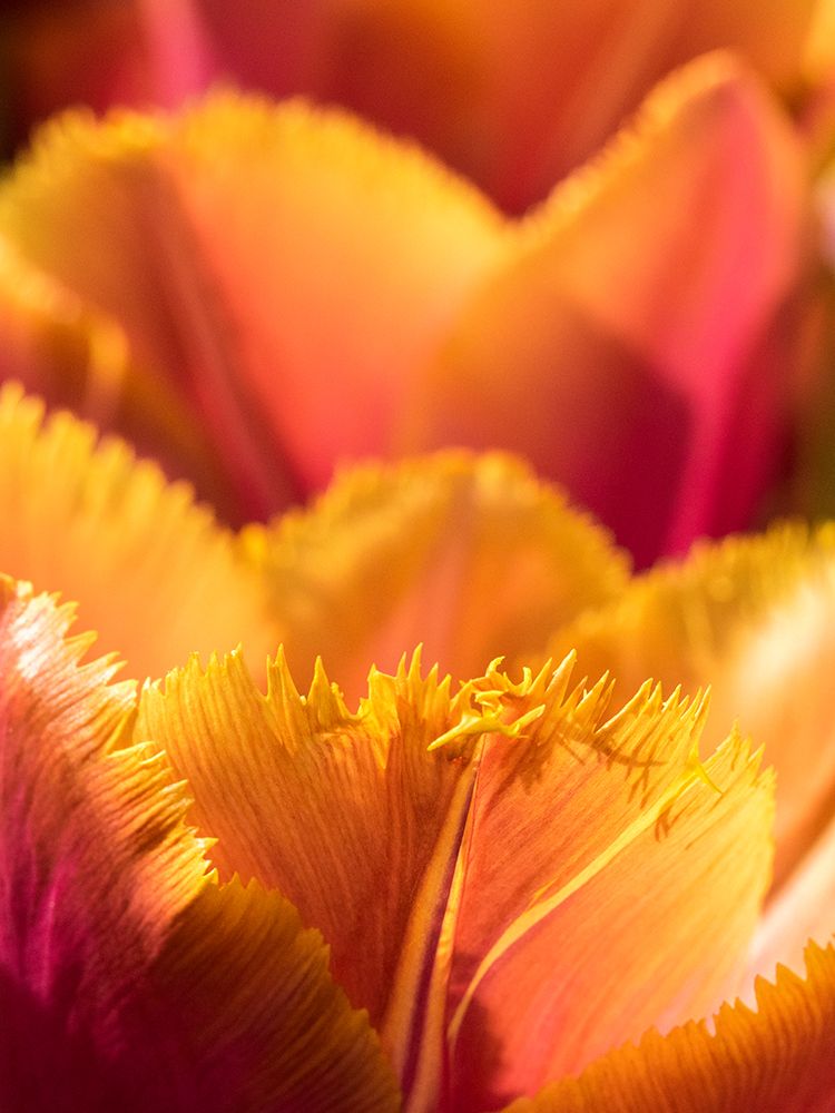Netherlands-Lisse. Closeup of an orange tulip flower. art print by Julie Eggers for $57.95 CAD