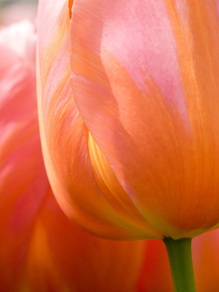 Netherlands-Lisse. Closeup of an orange tulip flower. art print by Julie Eggers for $57.95 CAD