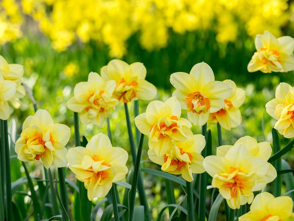 Netherlands-Lisse. A variety of yellow and orange double daffodils (Narcissus hybrids). art print by Julie Eggers for $57.95 CAD