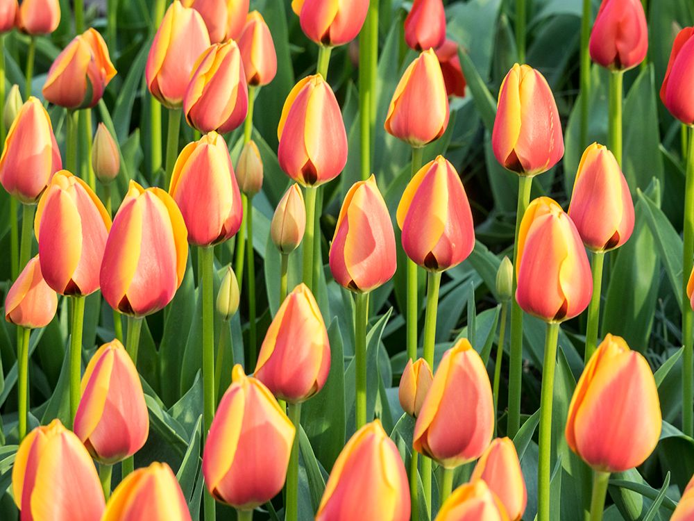 Netherlands-Lisse. Closeup of a group of yellow and orange colored tulips. art print by Julie Eggers for $57.95 CAD