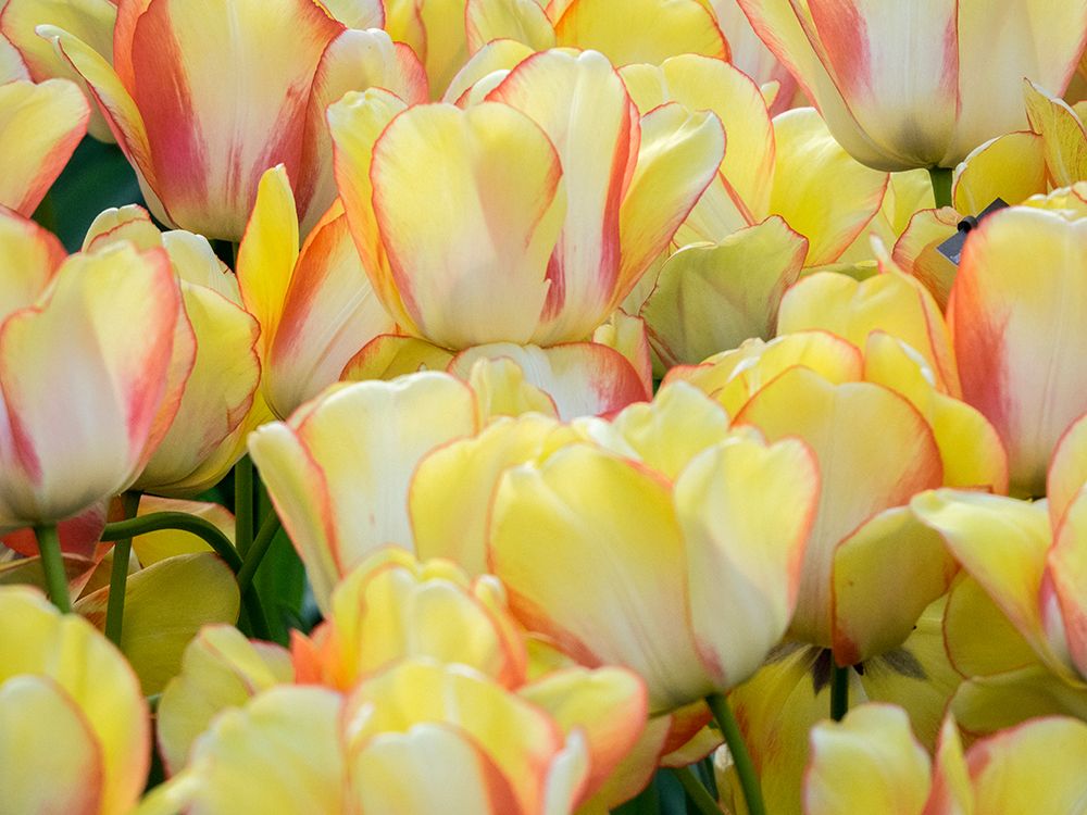 Netherlands-Lisse. Closeup of a group of yellow and orange colored tulips. art print by Julie Eggers for $57.95 CAD
