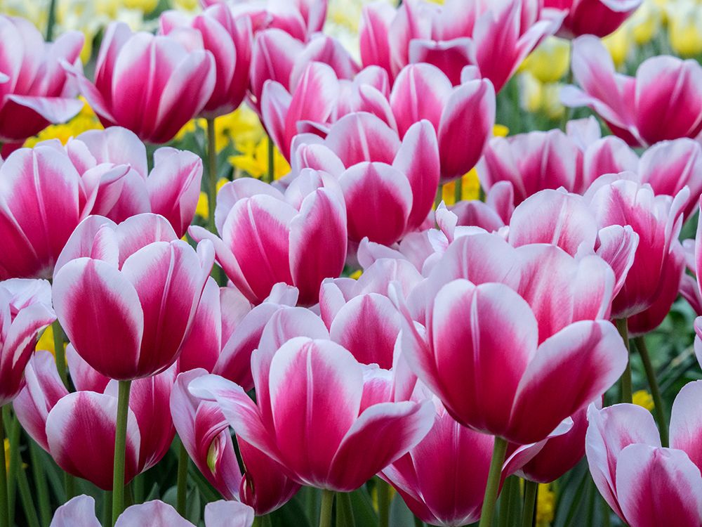 Netherlands-Lisse. Closeup of a group of pink and white colored tulips. art print by Julie Eggers for $57.95 CAD