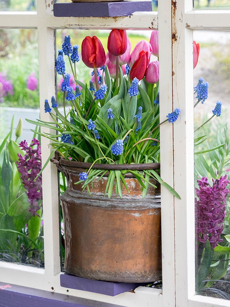 Netherlands-Lisse. Flower display of tulips and grape hyacinths in a pot. art print by Julie Eggers for $57.95 CAD
