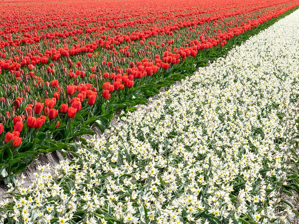Netherlands-Lisse. Agricultural field of tulips and daffodils. art print by Julie Eggers for $57.95 CAD
