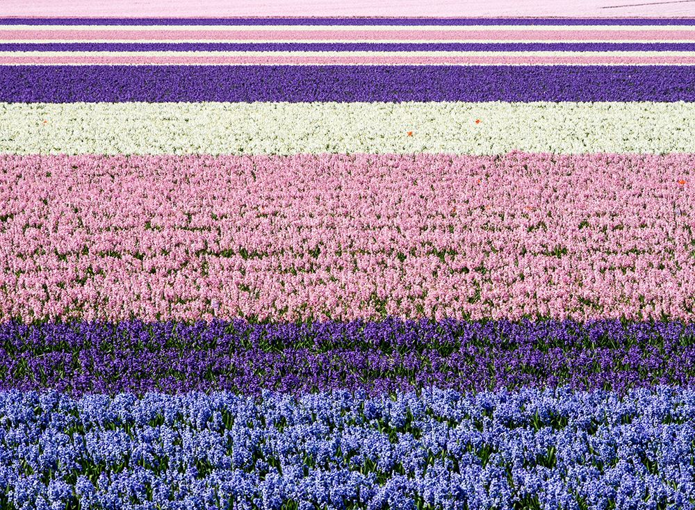 Netherlands-Lisse. Agricultural field of hyacinths. art print by Julie Eggers for $57.95 CAD