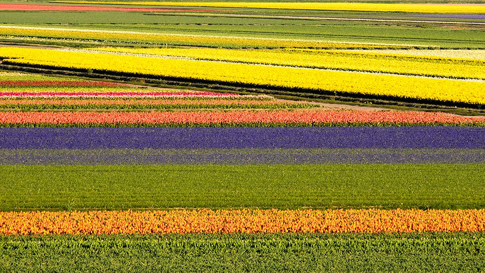 Netherlands-Noord Holland. Agricultural field of tulips. art print by Julie Eggers for $57.95 CAD