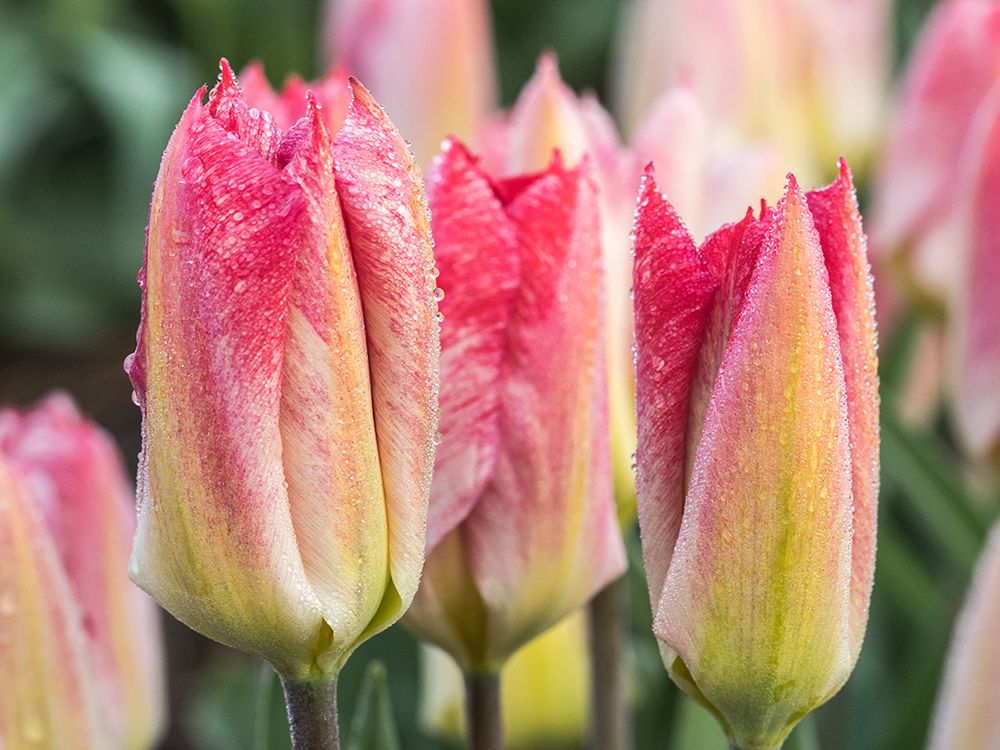 Netherlands-Noord Holland. Closeup of a pink variegated tulip. art print by Julie Eggers for $57.95 CAD