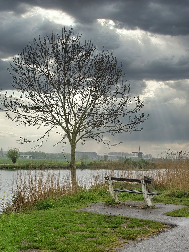 Netherlands-Kinderdijk. Tree along canal at Kinderdijk. art print by Julie Eggers for $57.95 CAD
