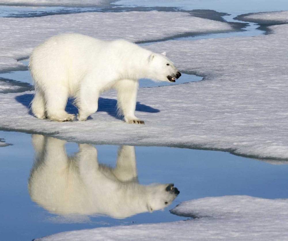 Norway, Svalbard Polar bear reflected in pool art print by Bill Young for $57.95 CAD