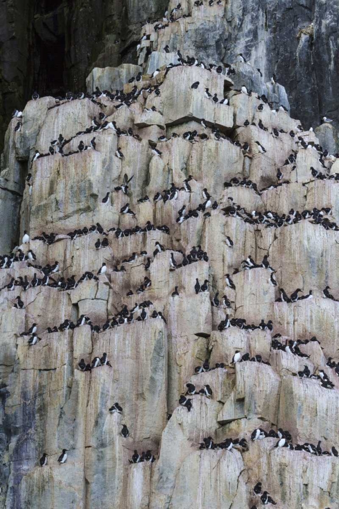 Norway, Svalbard Alkefjellet cliff bird colony art print by Bill Young for $57.95 CAD