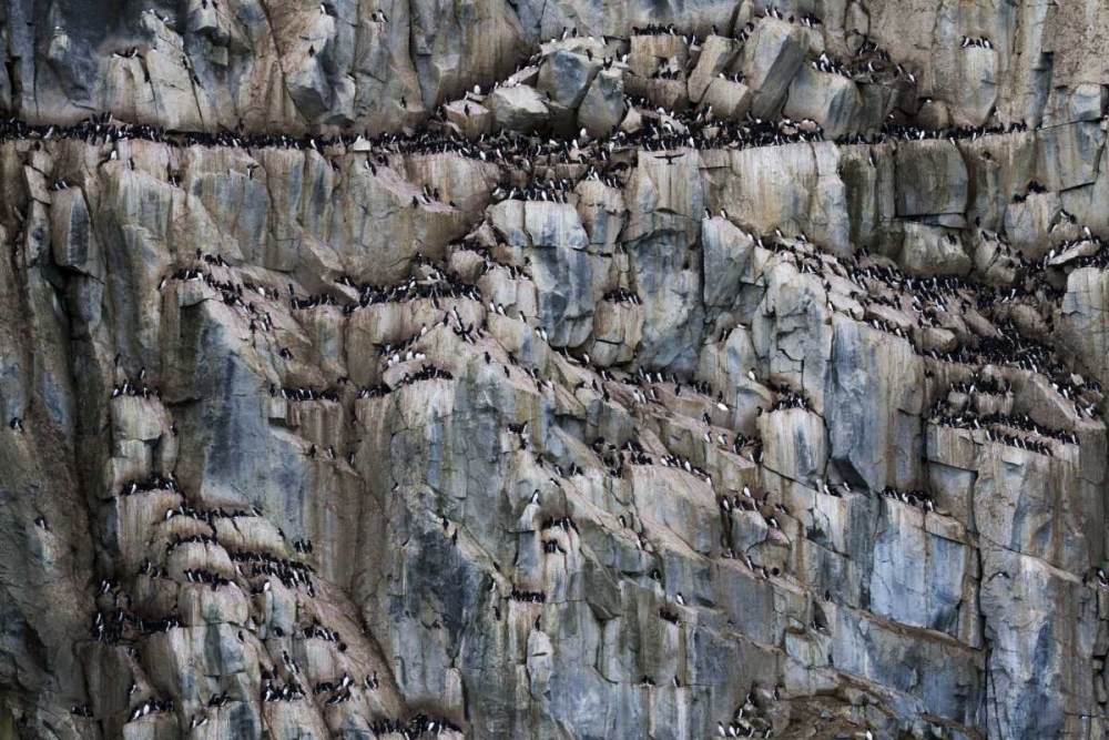 Norway, Svalbard Alkefjellet cliff bird colony art print by Bill Young for $57.95 CAD