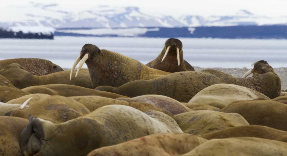 Norway, Svalbard, Torellneset Walruses resting art print by Bill Young for $57.95 CAD