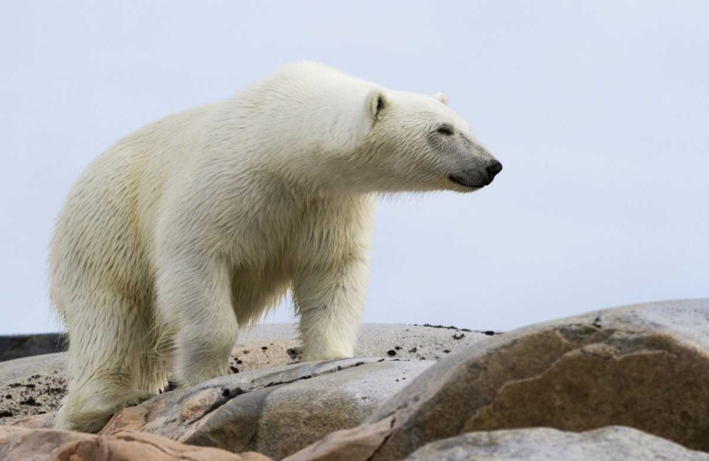 Norway, Svalbard Polar bear on rocky ground art print by Bill Young for $57.95 CAD