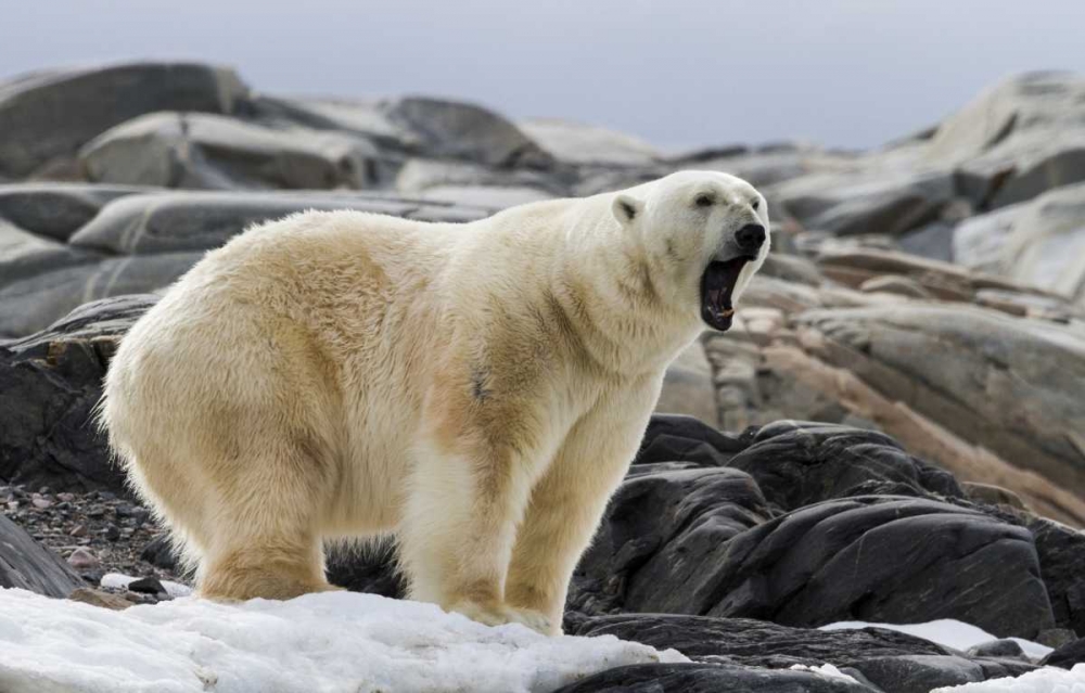 Norway, Svalbard Polar bear yawning art print by Bill Young for $57.95 CAD