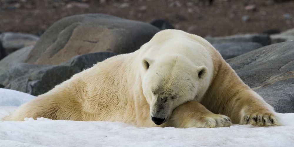 Norway, Svalbard Polar bear sleeping on snow art print by Bill Young for $57.95 CAD