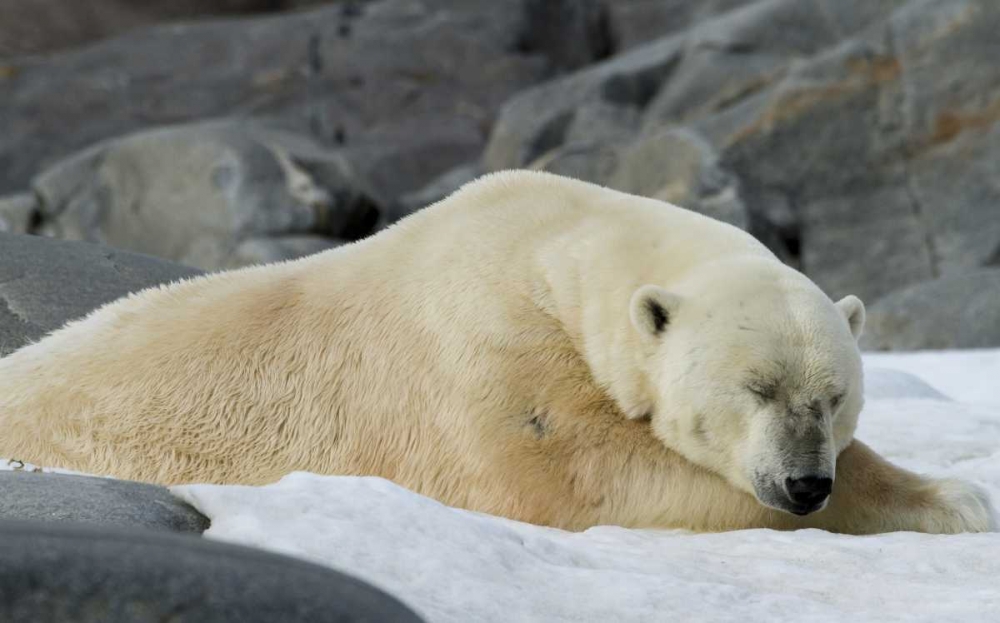 Norway, Svalbard Polar bear sleeping on snow art print by Bill Young for $57.95 CAD