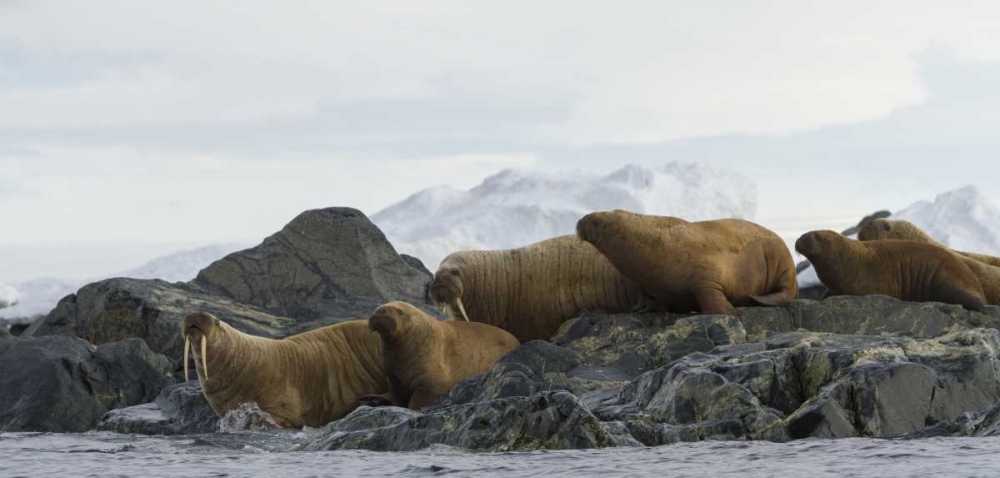 Norway, Svalbard Walruses moving into the water art print by Bill Young for $57.95 CAD
