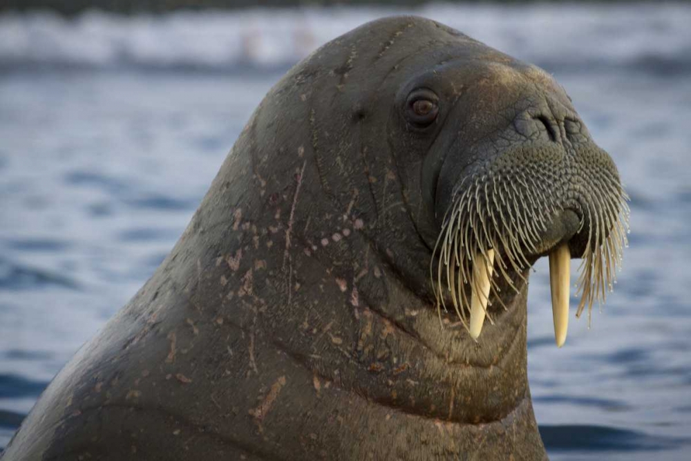 Norway, Svalbard Close-up of walrus in the water art print by Bill Young for $57.95 CAD
