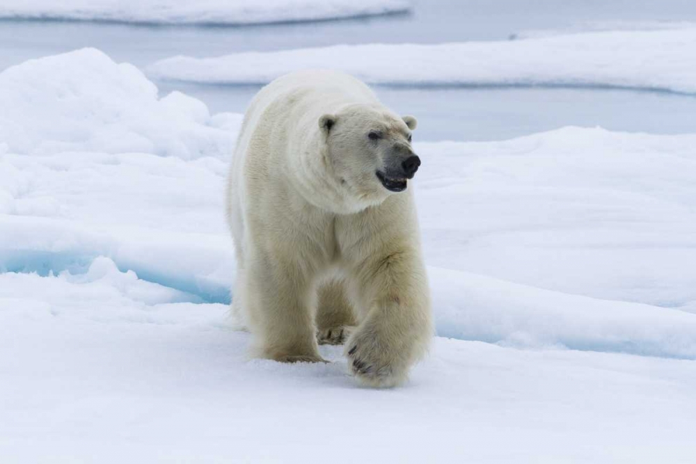 Norway, Svalbard Polar bear walking on snow art print by Bill Young for $57.95 CAD