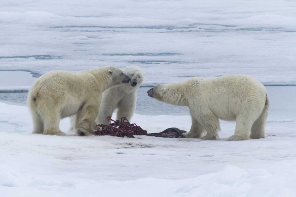 Norway, Svalbard Three polar bears greeting each art print by Bill Young for $57.95 CAD