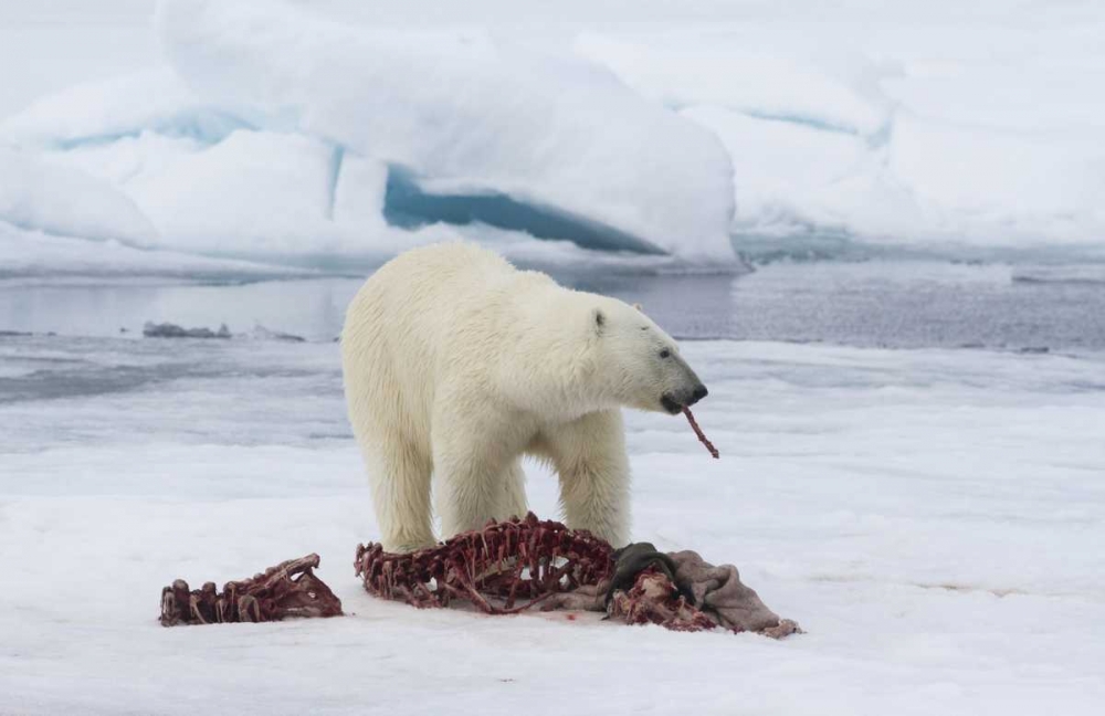Norway, Svalbard Polar bear eating seal carcass art print by Bill Young for $57.95 CAD