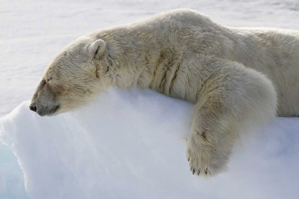 Norway, Svalbard Polar bear asleep on ice ridge art print by Bill Young for $57.95 CAD