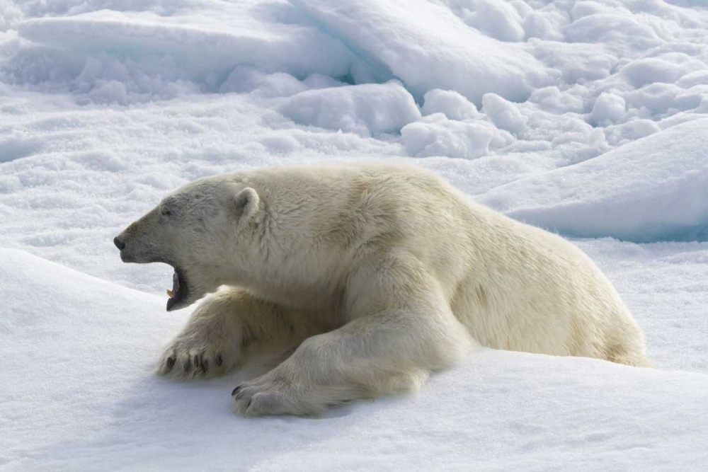 Norway, Svalbard Yawning polar bear on sea ice art print by Bill Young for $57.95 CAD