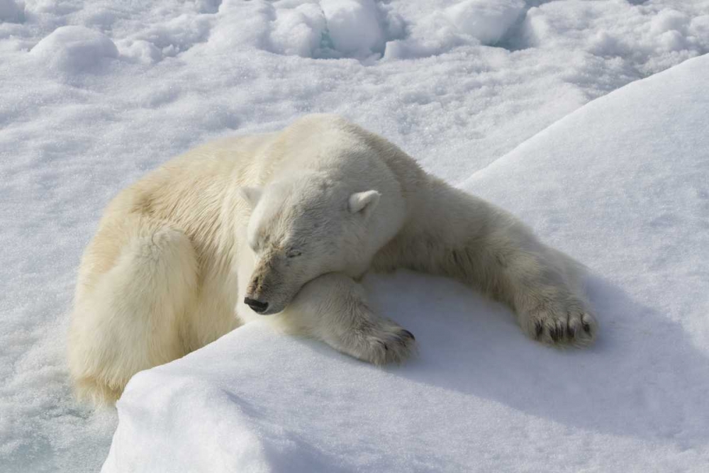 Norway, Svalbard Polar bear asleep on ice ridge art print by Bill Young for $57.95 CAD