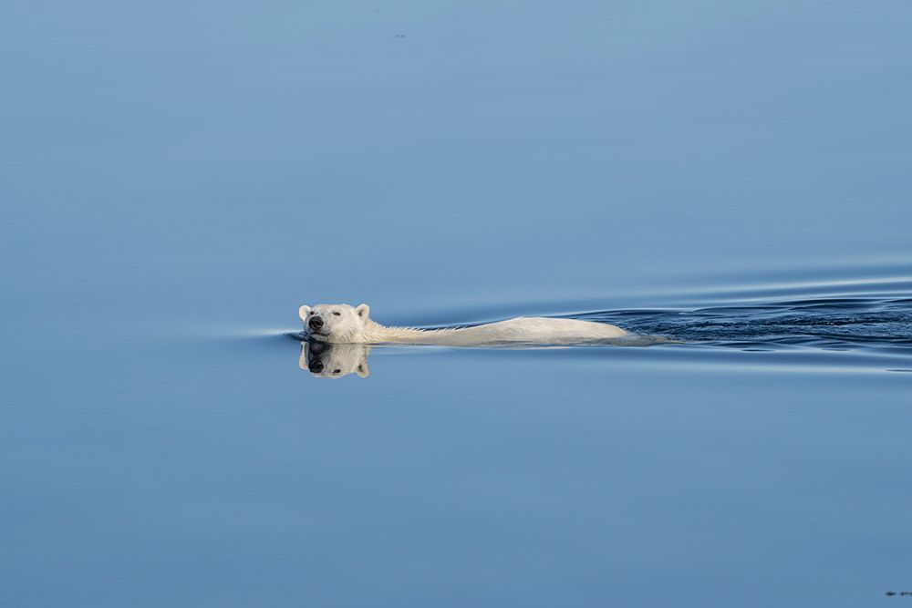 Norway, Svalbard. Polar bear swimming in Arctic Ocean. art print by Jaynes Gallery for $57.95 CAD