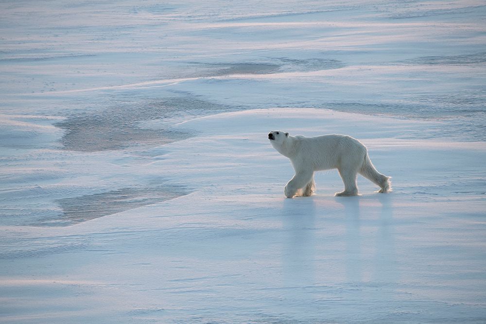 Norway-High Arctic Underweight polar bear on sea ice at dusk art print by Cindy Miller Hopkins for $57.95 CAD