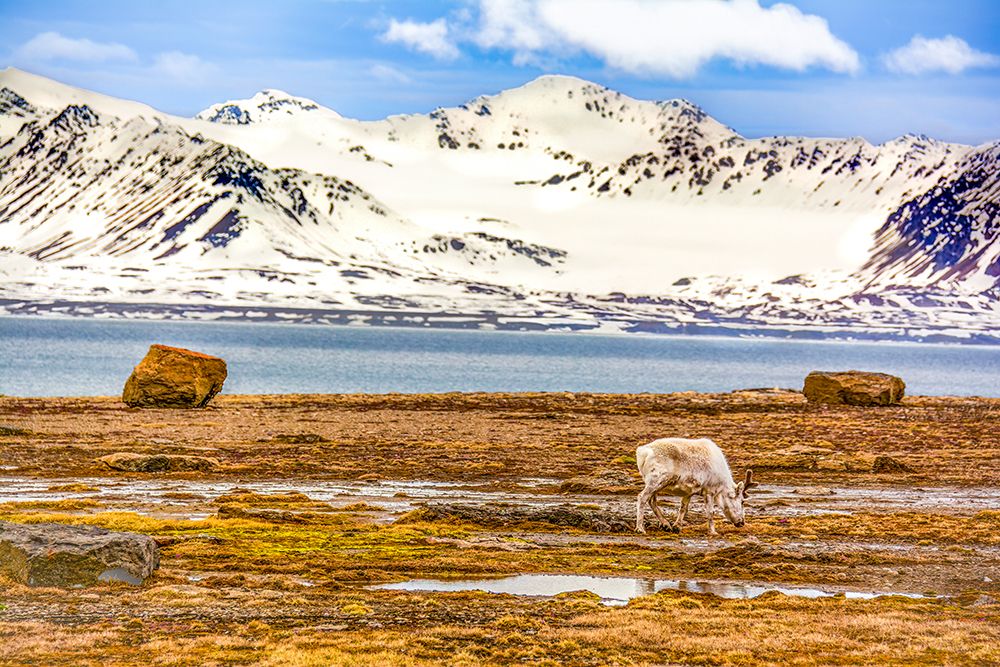 Arctic Ocean, Svalbard Islands, Norway. Grazing Svalbard Reindeer. art print by Murray McCallum for $57.95 CAD