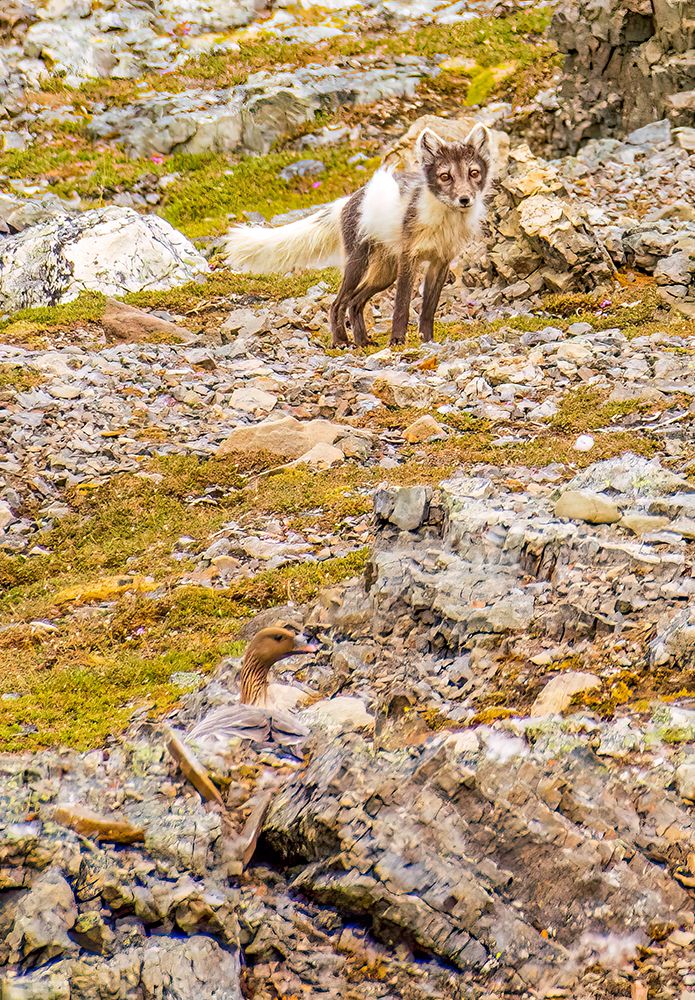 Rocky coast, Arctic Ocean, Svalbard Islands. Mother Arctic Goose guarding her eggs from Arctic Fox art print by Murray McCallum for $57.95 CAD