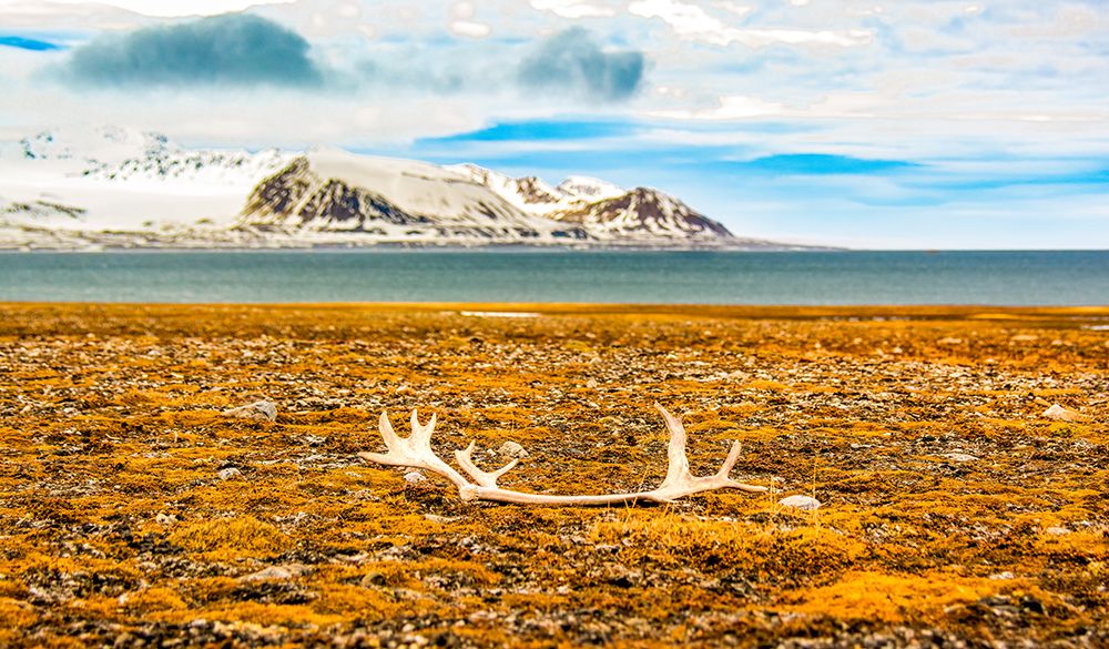 Arctic Ocean, Svalbard Islands, Norway. Molted reindeer antlers on the barren shore on an island. art print by Murray McCallum for $57.95 CAD