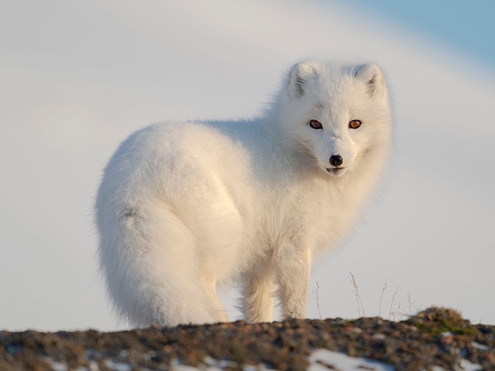 Arctic fox in snow during winter at Gronfjorden in Nordenskiold Land, Norway, Svalbard. art print by Martin Zwick for $57.95 CAD