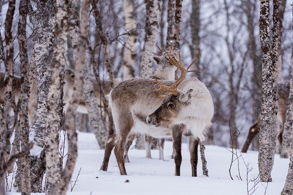 A reindeer-Rangifer tarandus-in a snowy forest Bardu-Troms-Norway art print by Sergio Pitamitz for $57.95 CAD
