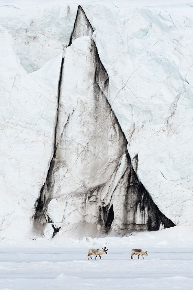 Svalbard reindeer-Rangifer tarandus-walk along a glacier front Norway art print by Sergio Pitamitz for $57.95 CAD