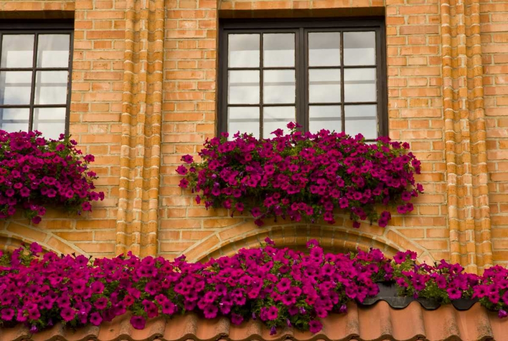 Poland, Gdansk Window boxes with purple petunias art print by Nancy Steve Ross for $57.95 CAD