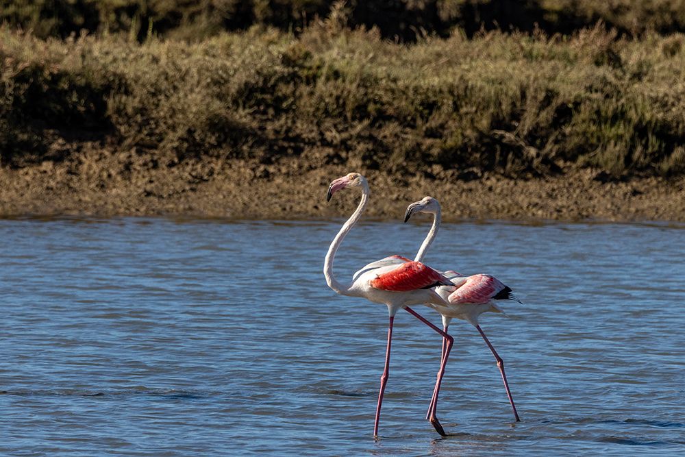 Greater flamingos feed in salt pans in Tavira-Portugal art print by Chuck Haney for $57.95 CAD