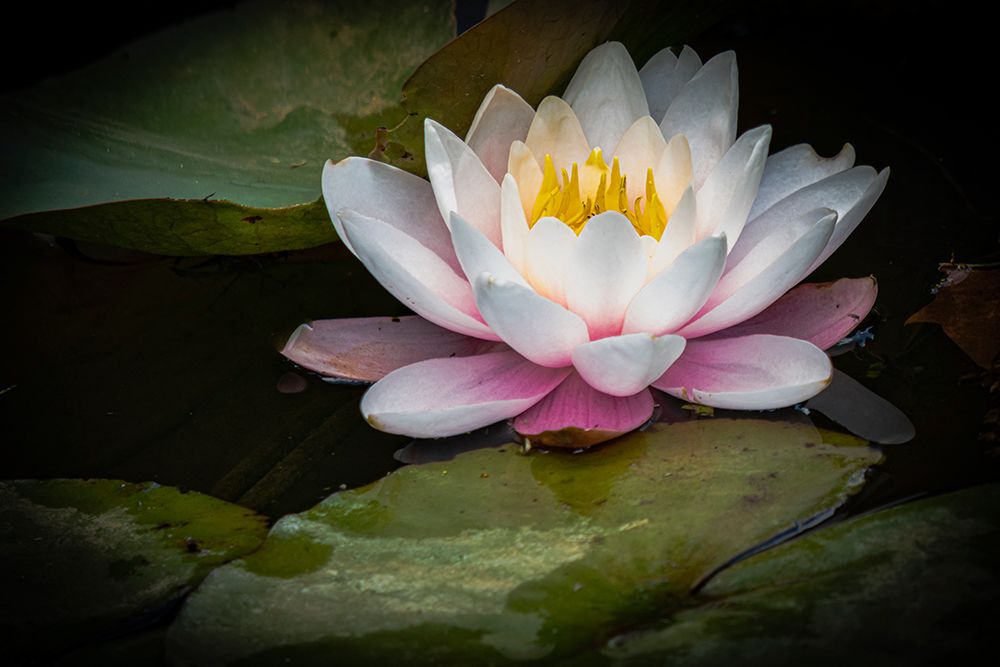 Flower-water lily art print by George and Marilu Theodore for $57.95 CAD