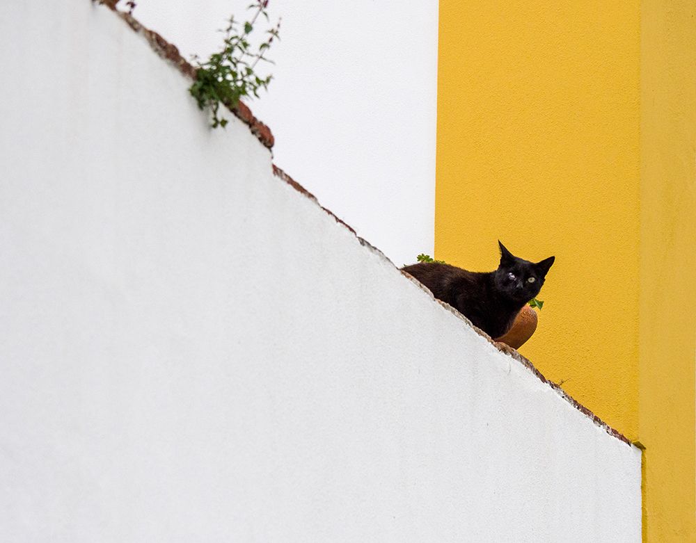 Portugal-Obidos-Black cat sitting on stairs art print by Julie Eggers for $57.95 CAD