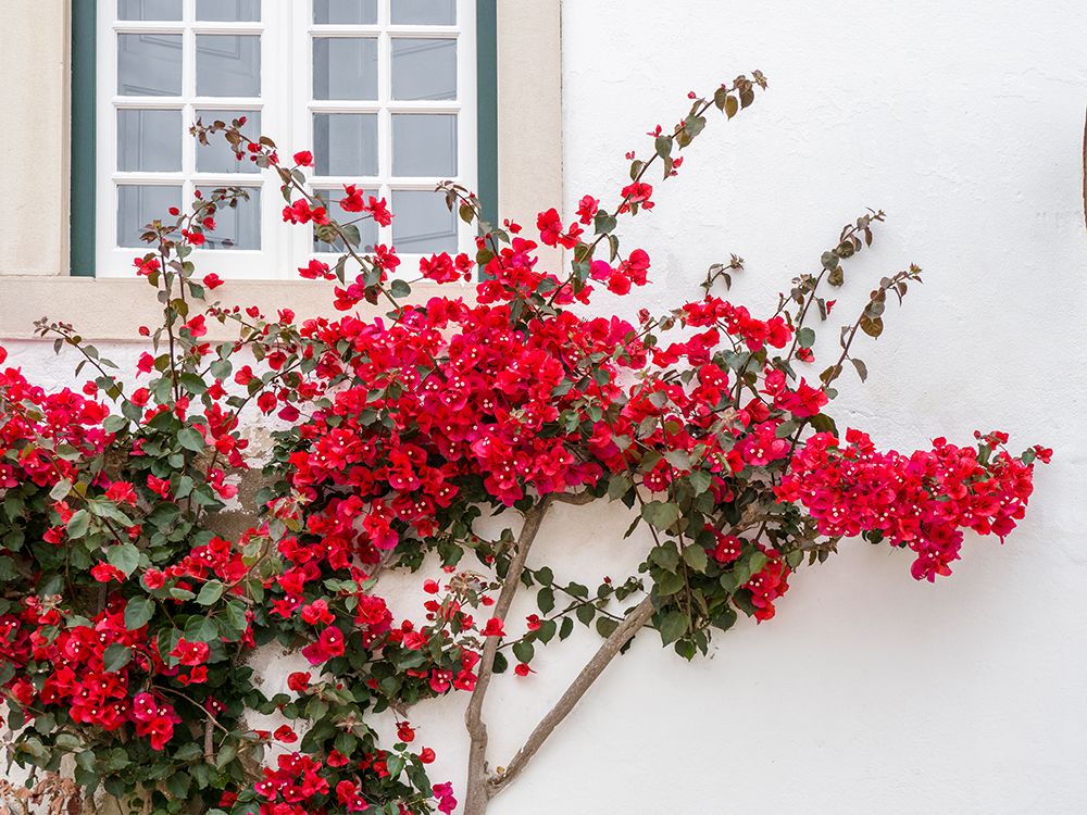 Portugal-Obidos-Beautiful red bougainvillea blooming against a white stone wall art print by Julie Eggers for $57.95 CAD