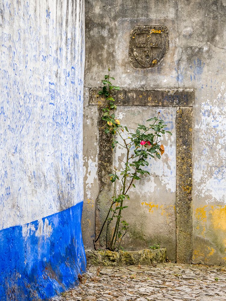 Portugal-Obidos-Red rose growing in a corner of street in Obidos art print by Julie Eggers for $57.95 CAD