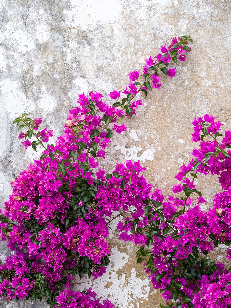 Portugal-Obidos-Hot pink or magenta bougainvillea against an old wall art print by Julie Eggers for $57.95 CAD